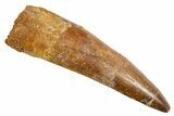 Fossil Spinosaurus Tooth - Real Dinosaur Tooth #305760-1